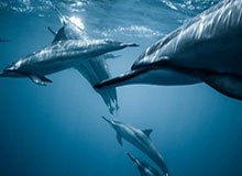 开云下载-狼队五打四拿到主宰，小落蚩姹进场开启大招斩获双杀